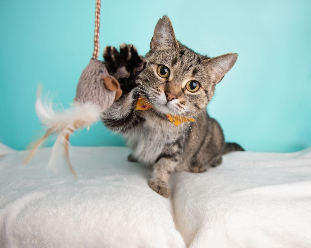 Lindo gato malhado de cabelos curtos brincando com brinquedos