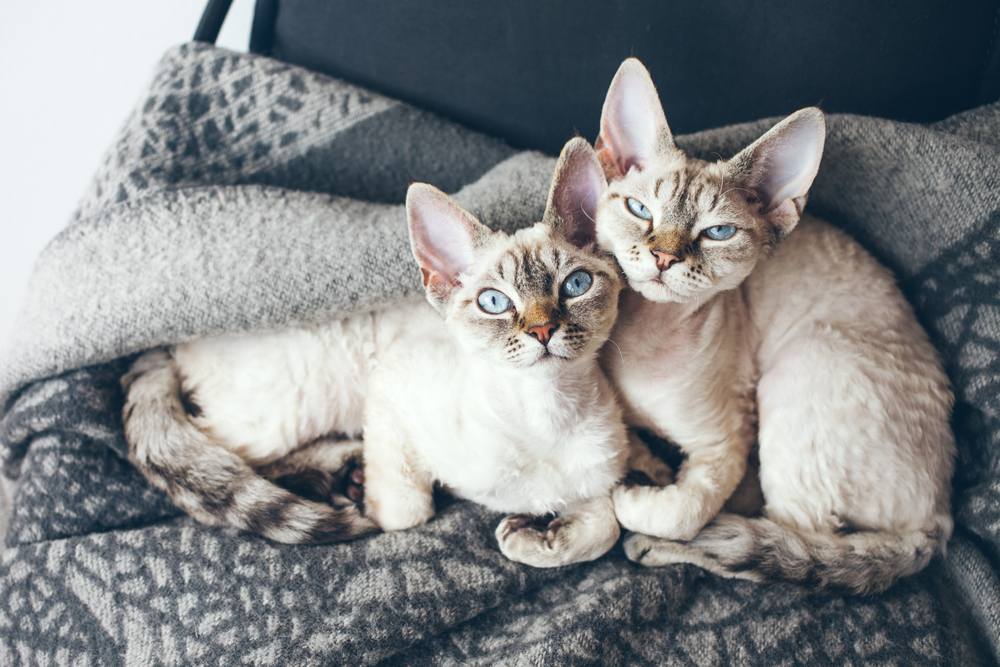 Gatinhos Devon Rex com olhos azuis