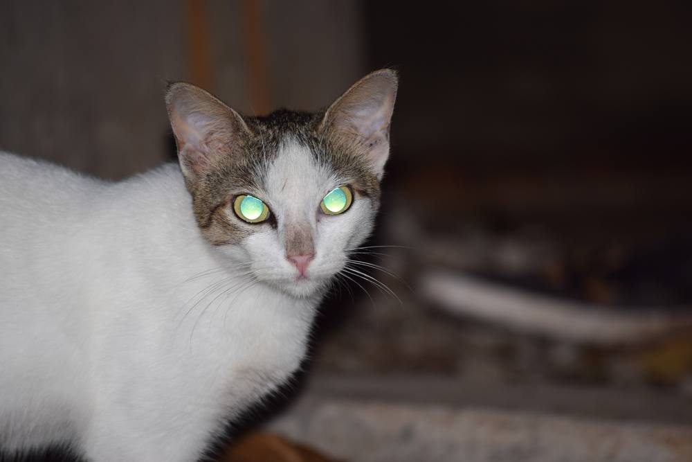 Gato doméstico com olhos brilhantes à noite