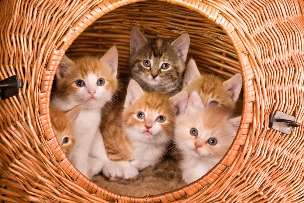 Família de seis gatinhos em sua própria cesta