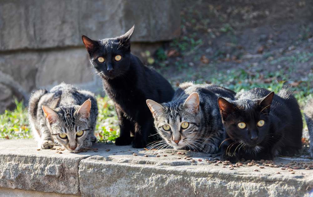 Alimentando um grupo de gatos selvagens vadios na rua