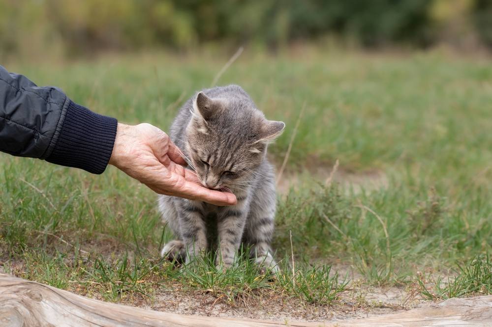 Alimentando um gato de rua na rua