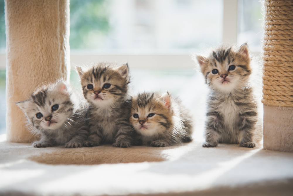 Agrupe gatinhos persas sentados na torre do gato