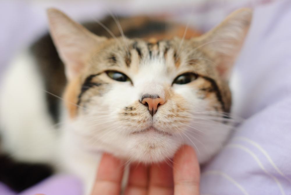 Gato feliz fica satisfeito com acariciando a mão