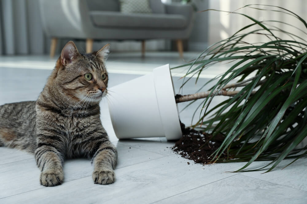 Como disciplinar a imagem em destaque de um gato