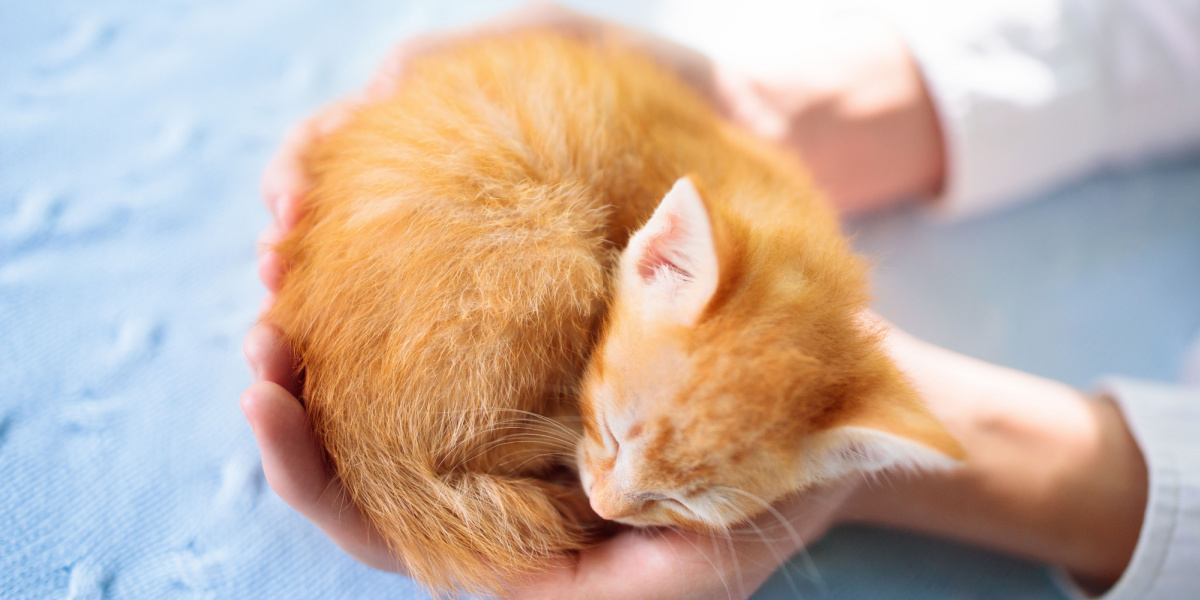 Gatinho dormindo nas mãos do homem