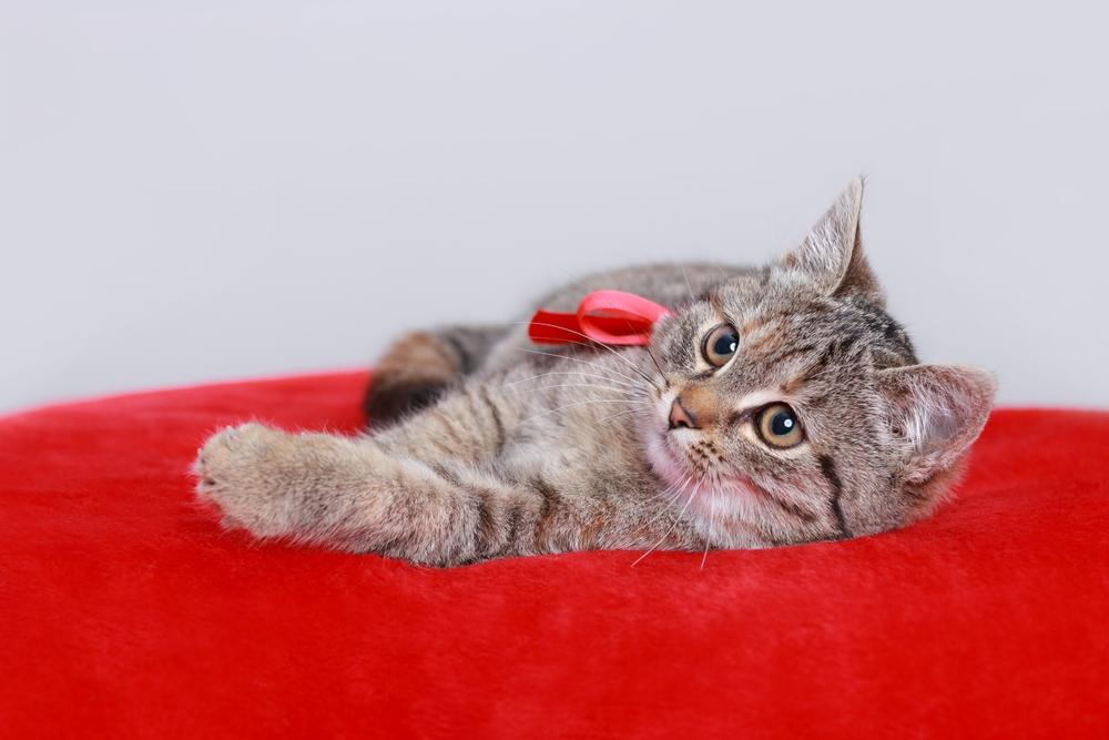 Gatinho com laço vermelho descansa