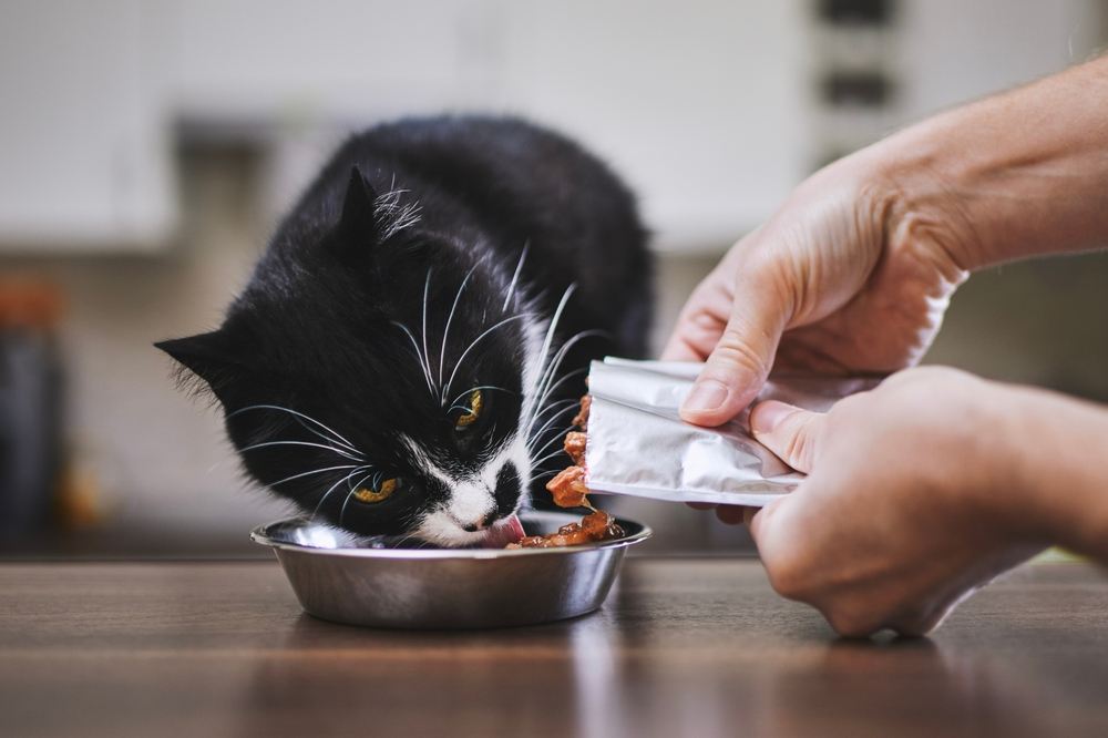 Homem alimentando seu gato faminto