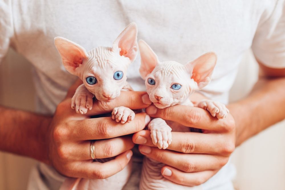 Homem segurando dois gatinhos Sphynx canadenses