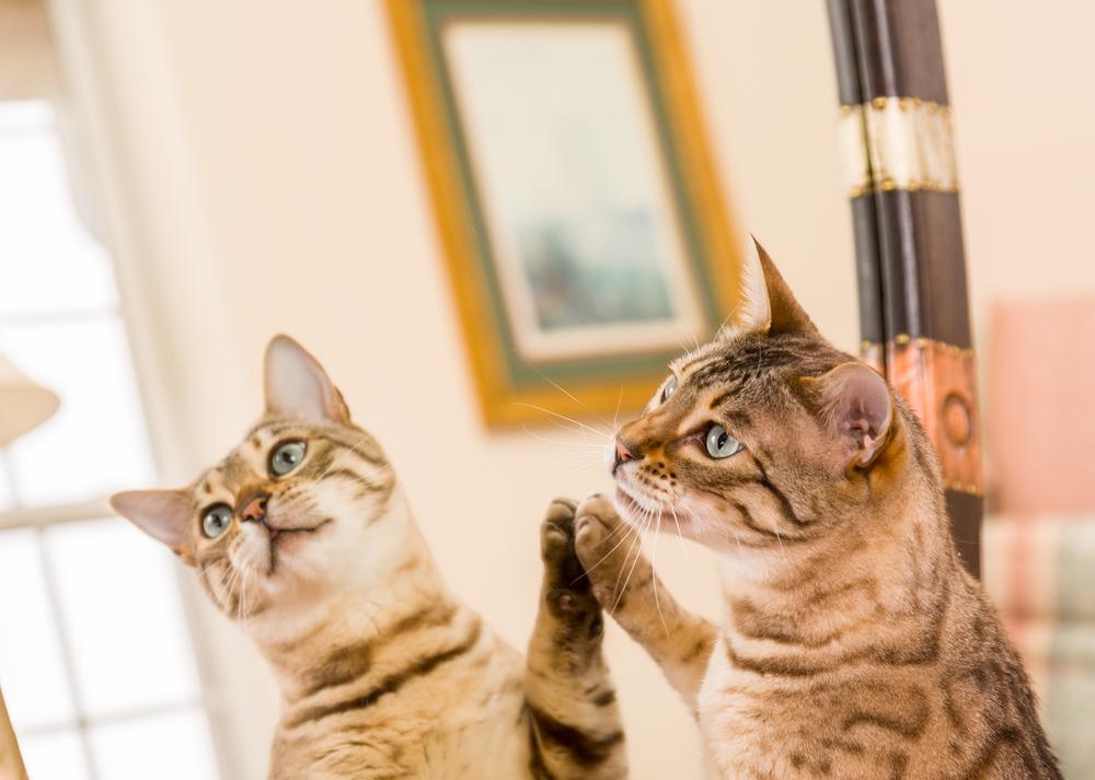 Gato gatinho bengala laranja e marrom olhando para o reflexo no espelho