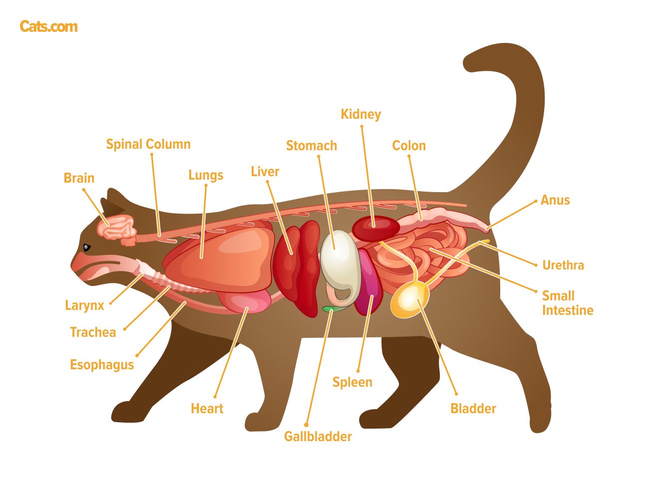 Uma imagem relacionada aos órgãos felinos, possivelmente ilustrando a anatomia dos órgãos internos de um gato.