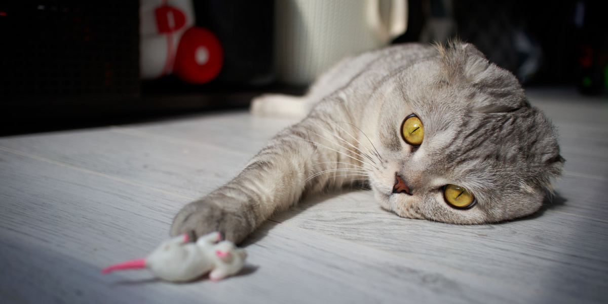 Gato Scottish Fold deita no chão e alcança com a pata