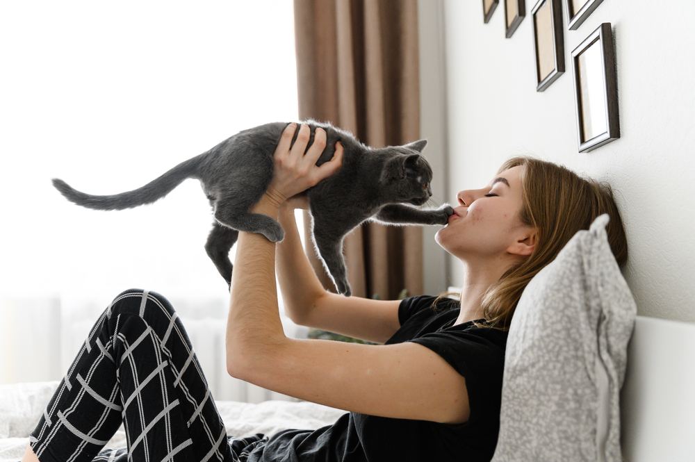 Gatinho escocês nos braços da menina