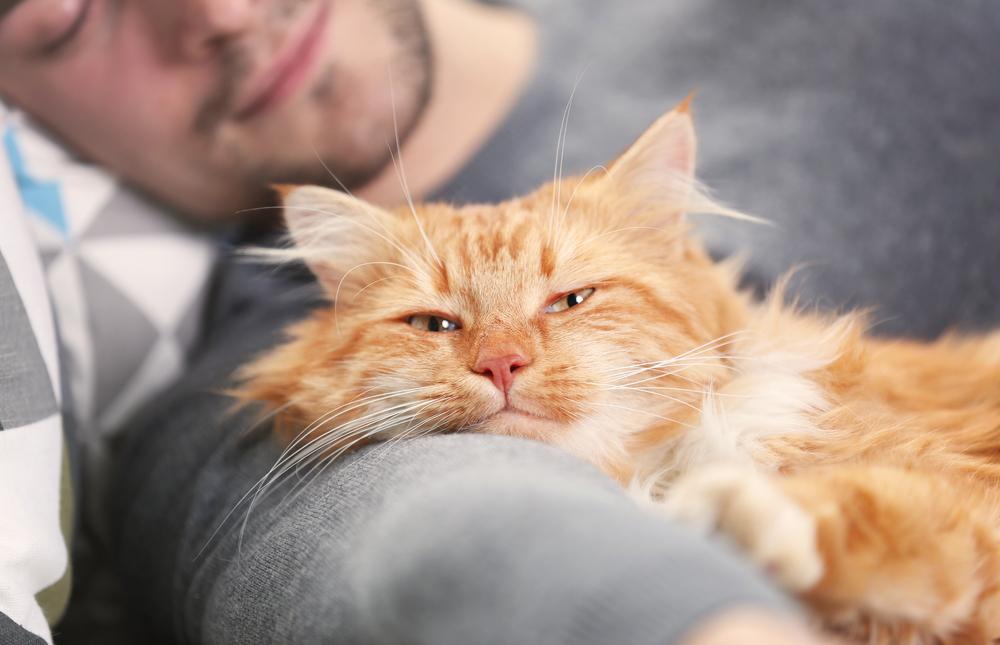 Jovem dormindo com gato vermelho fofo