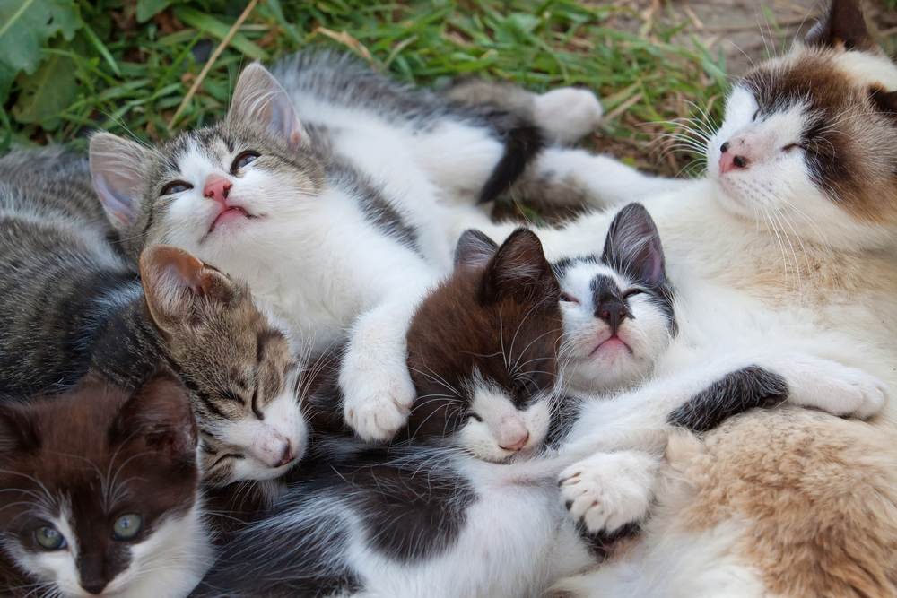 Gatinhos pequenos descansando ao ar livre