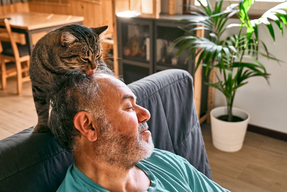 Gato malhado lambendo a cabeça do homem barbudo