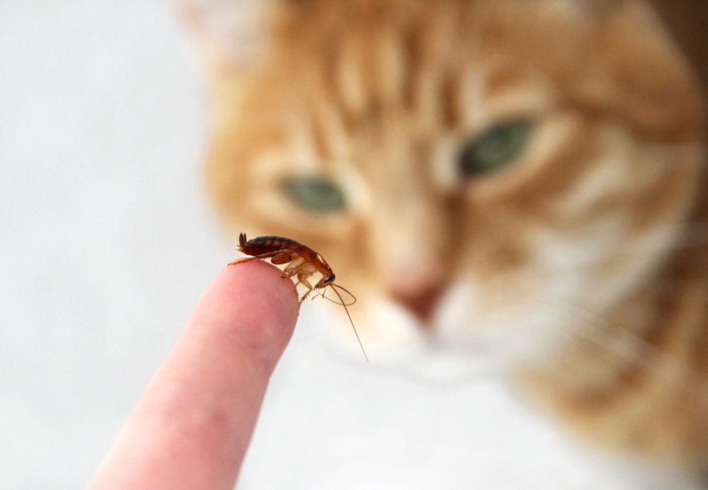 A barata e o gato do Turquestão