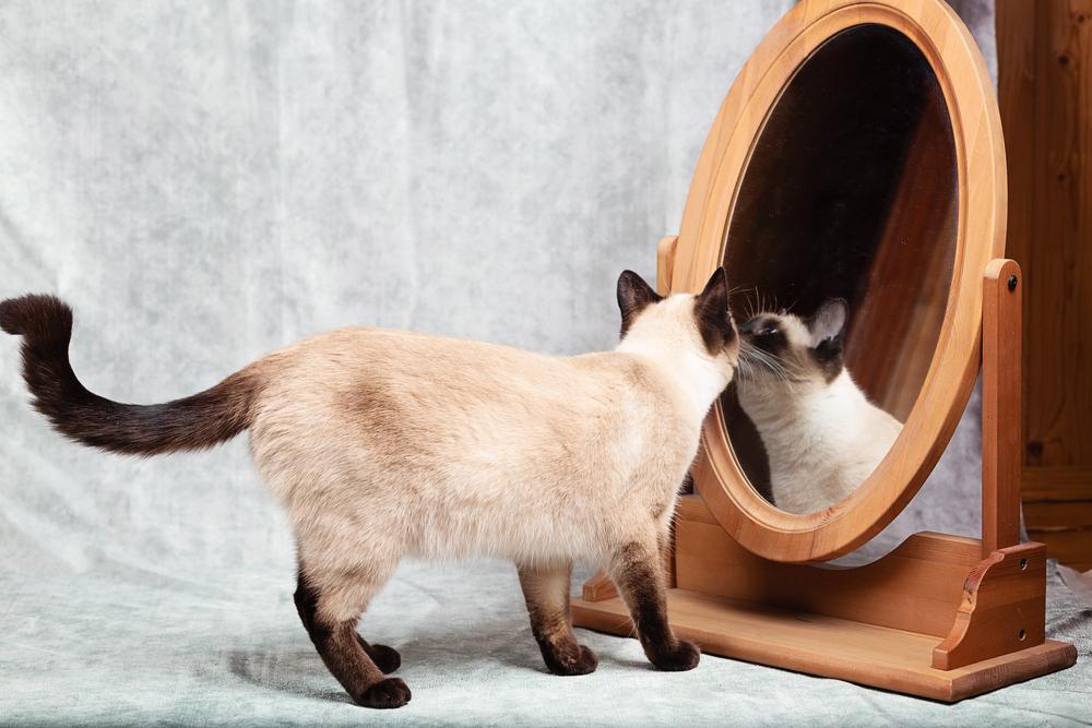 O gato se olha em um espelho de mesa com moldura de madeira.