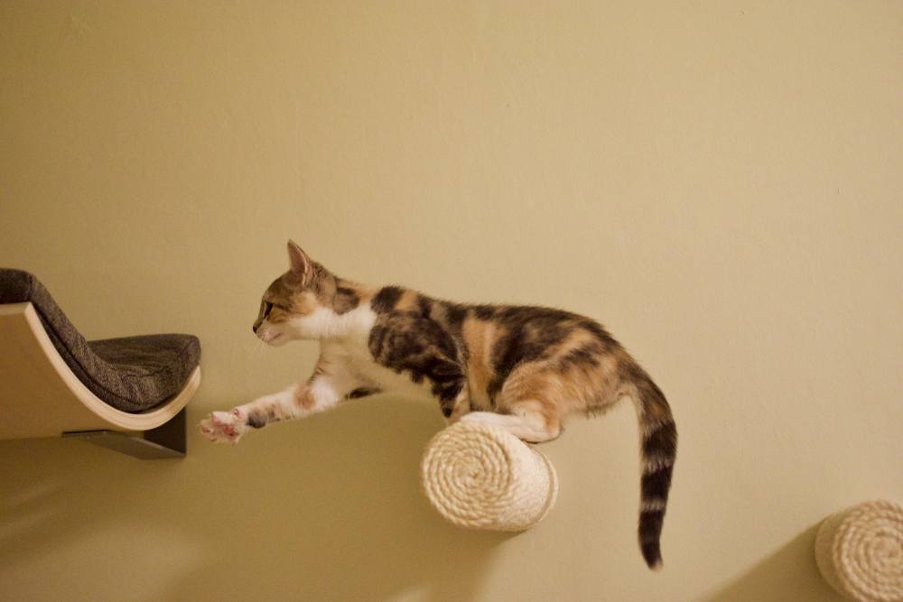 Gato tartaruga alcançando o degrau final na parede de escalada para gatos