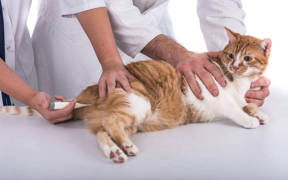 Veterinário medindo a temperatura de um gato