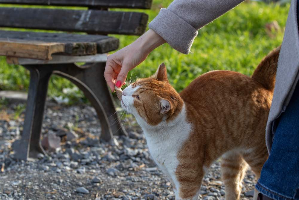 Mulher alimenta um gato de rua