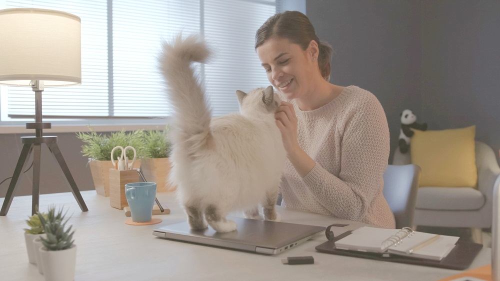 Mulher sentada na mesa em casa e abraçando seu lindo gato