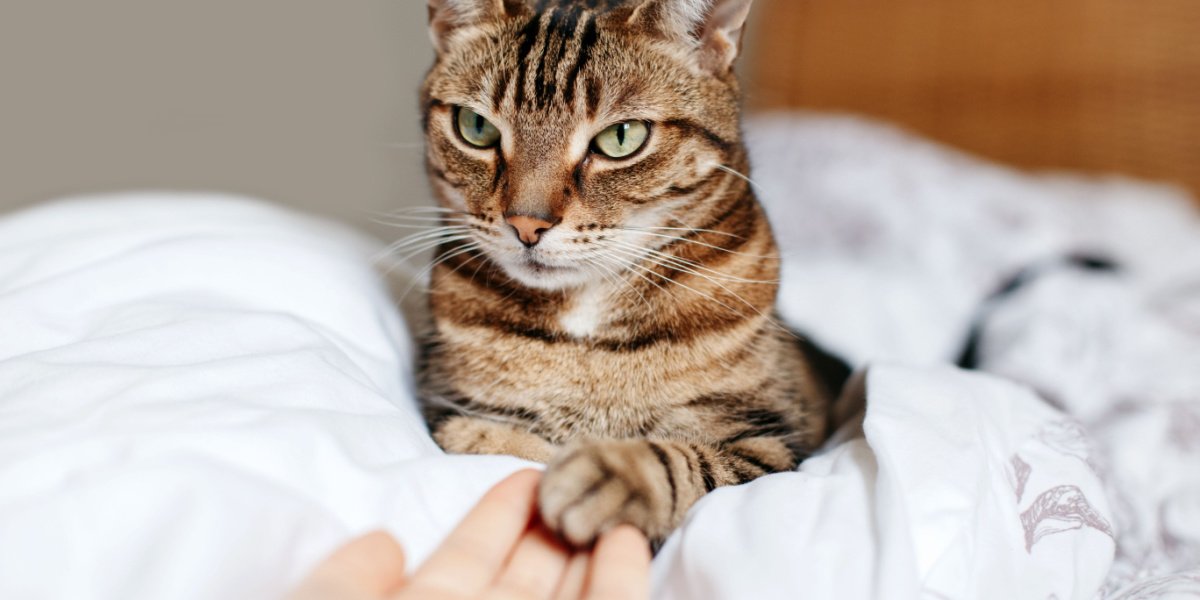 Mulher compartilhando momentos afetuosos com um grupo de gatos. A imagem capta a ligação entre a mulher e os companheiros felinos à medida que ela os toca e interage.