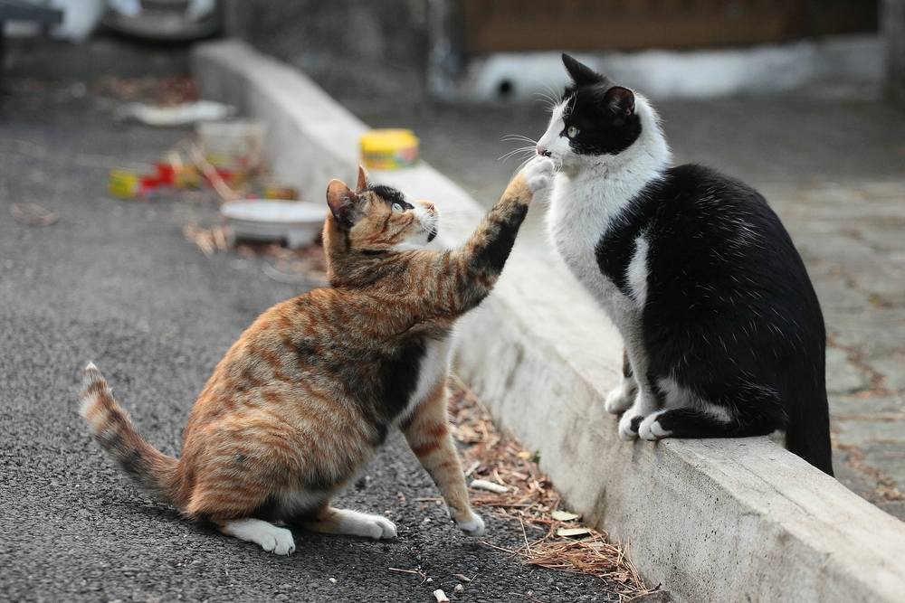 um gato estendendo a mão para um amigo sentado