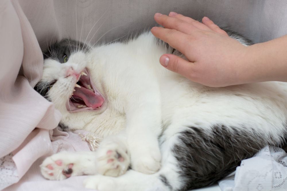 um gato louco e a mão do dono tentando dar um tapinha nele