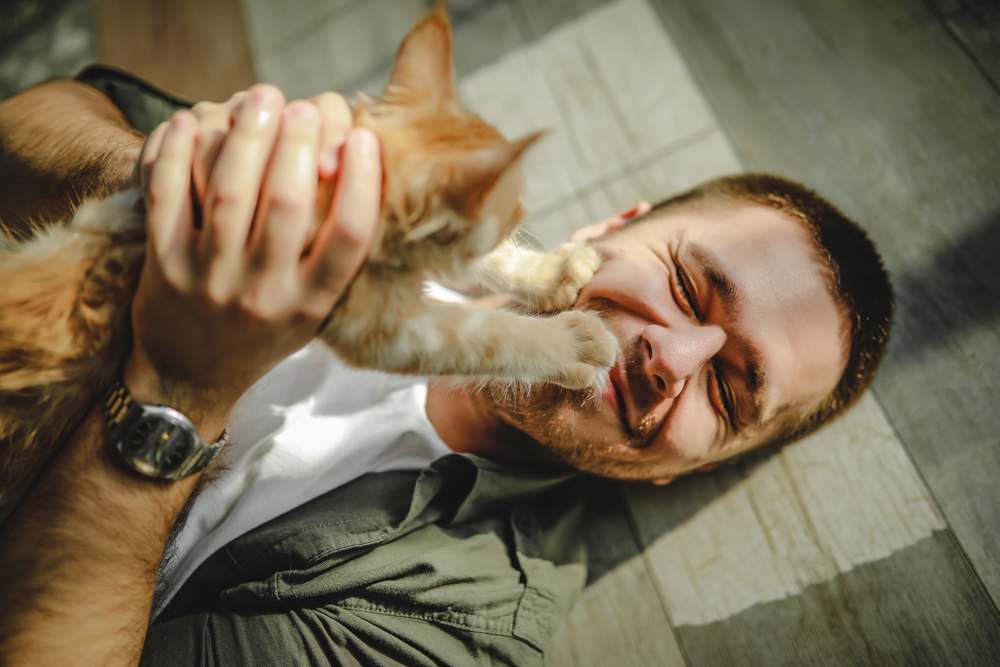 um jovem deita no chão e abraça gatos maine coon