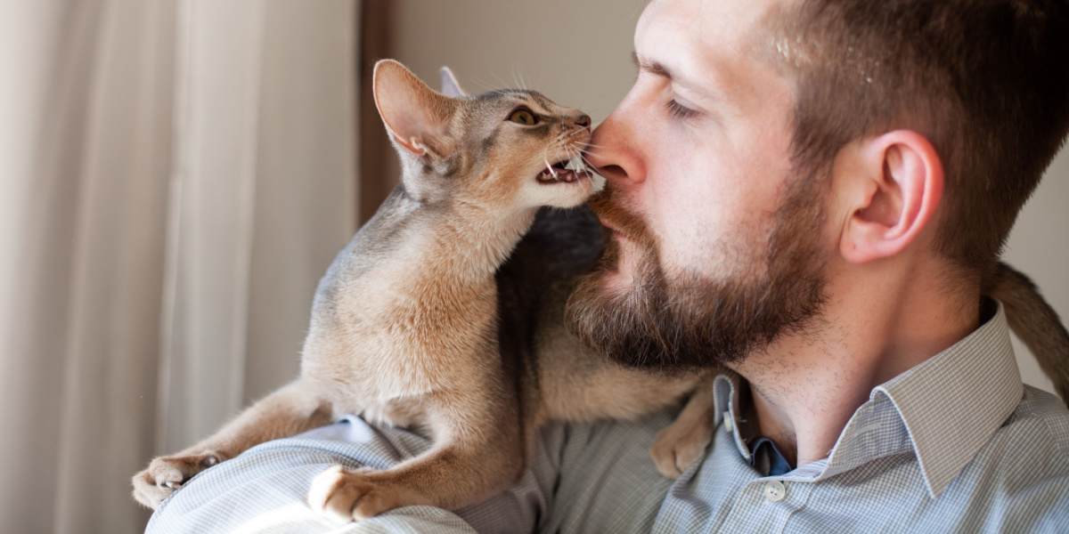 Gatinho abissínio mordiscando de brincadeira o nariz de um homem barbudo, proporcionando um delicioso momento de interação e carinho entre espécies.