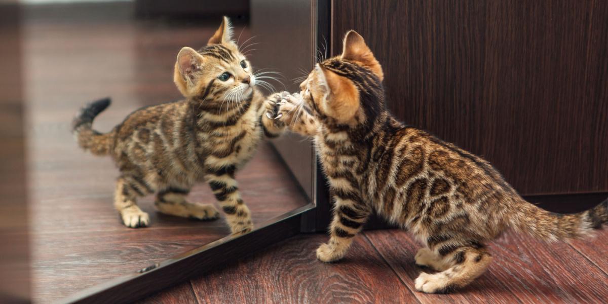 gatinho de bengala olhando no espelho