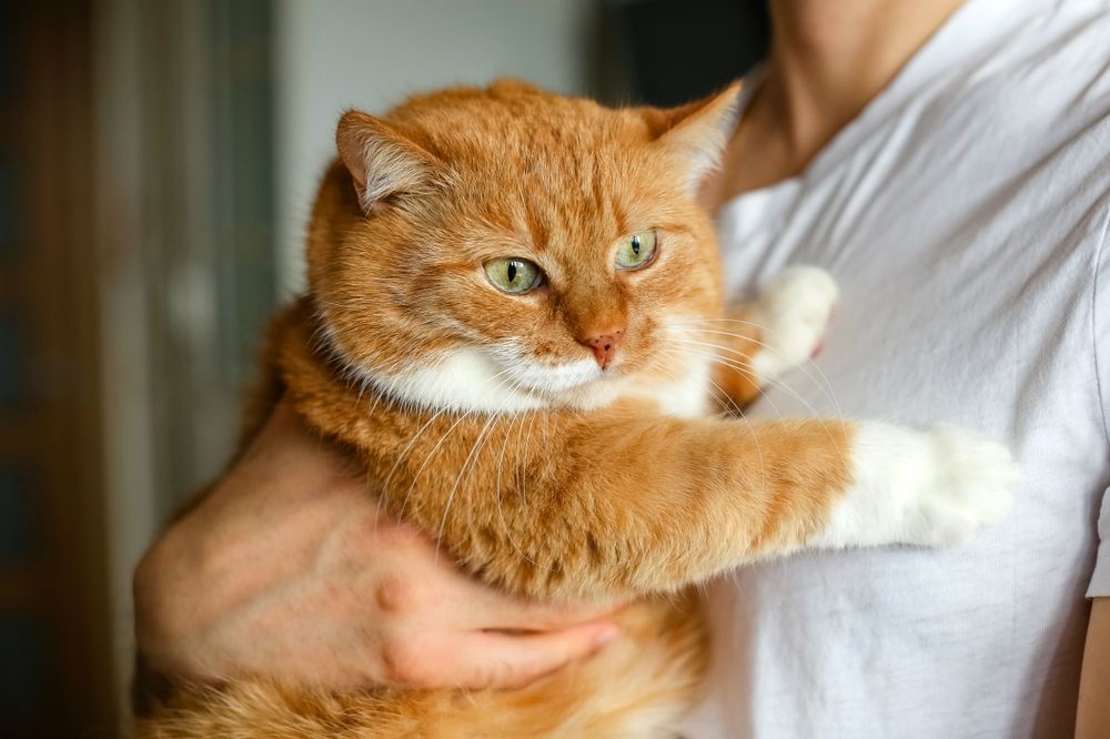 Retrato de um gato ruivo grande e gordinho.