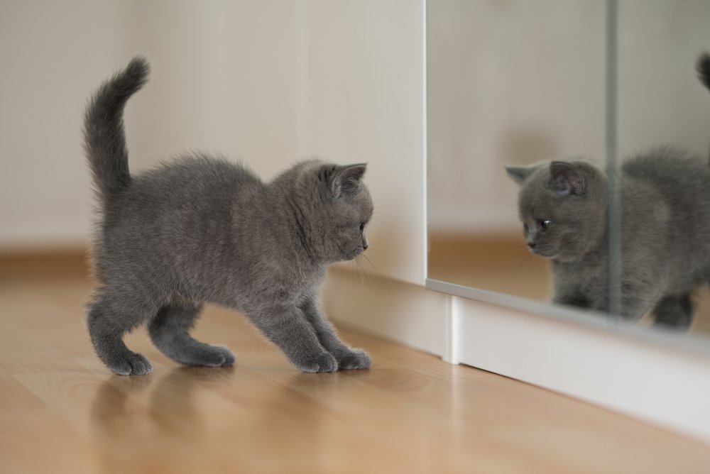 gatinho azul shorthair britânico olhando no espelho