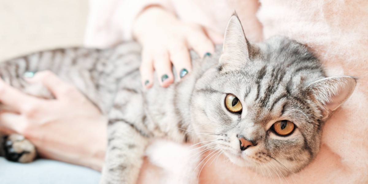 Um gato British Shorthair olhando atentamente, seu rosto redondo e olhos cativantes refletindo o charme distinto e a curiosidade característica da raça.