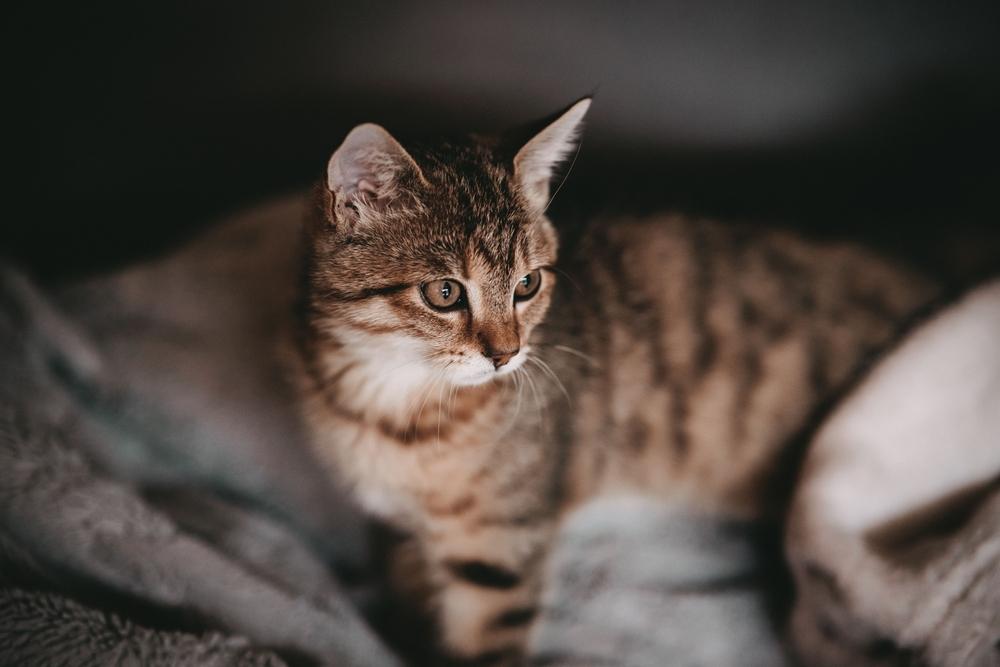 Uma imagem de um gato marrom com olhar atento, desviando o olhar da câmera.