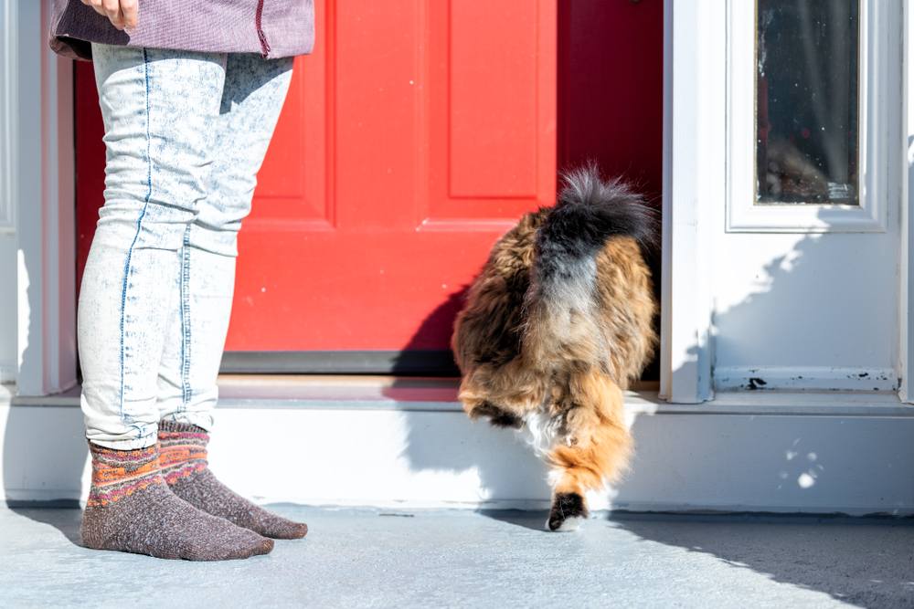 gato chita maine coon correndo para dentro de casa