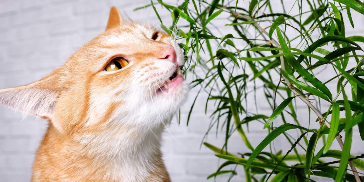 Uma imagem que mostra a interação de um gato com uma planta verde, refletindo a sua natureza curiosa e a exploração do seu ambiente.