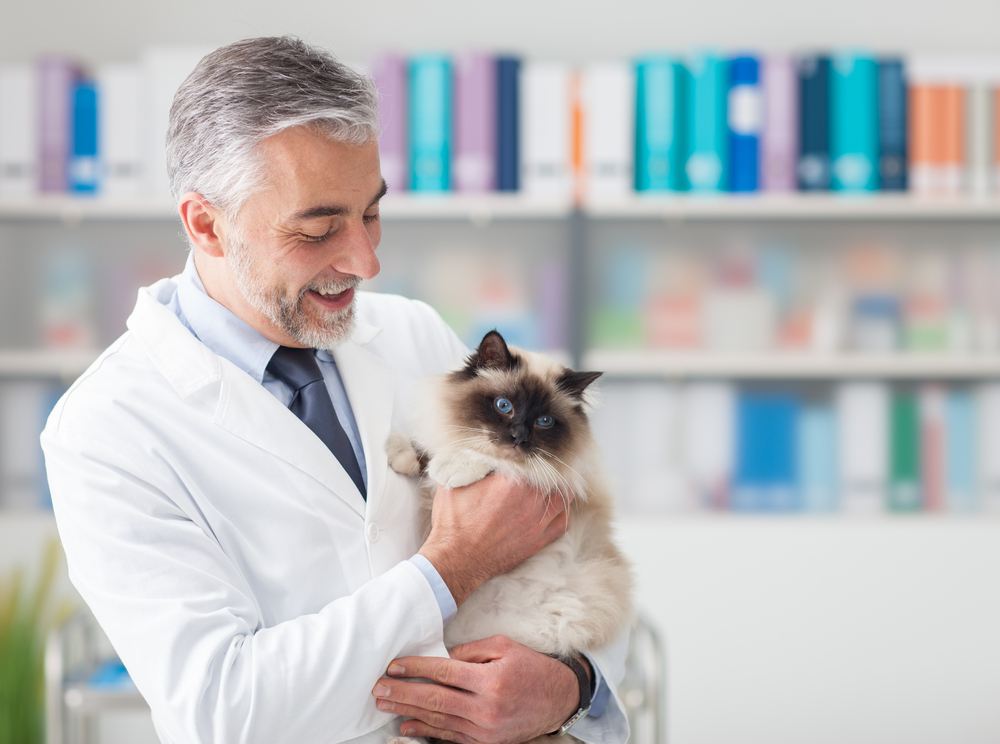 Gato na clínica veterinária.