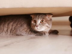 cat hiding under furniture at home