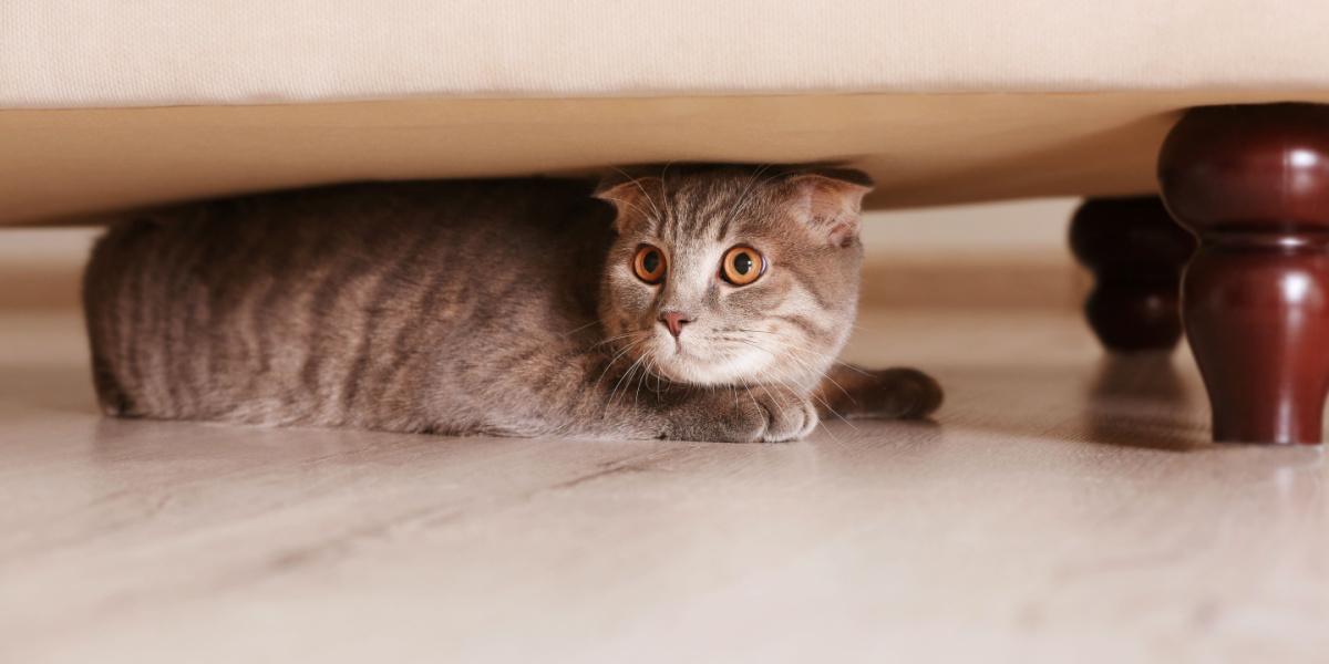 gato escondido debaixo dos móveis em casa