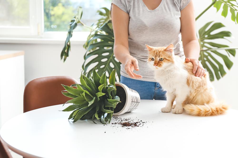 gato bate planta de casa desvia o olhar para o dono