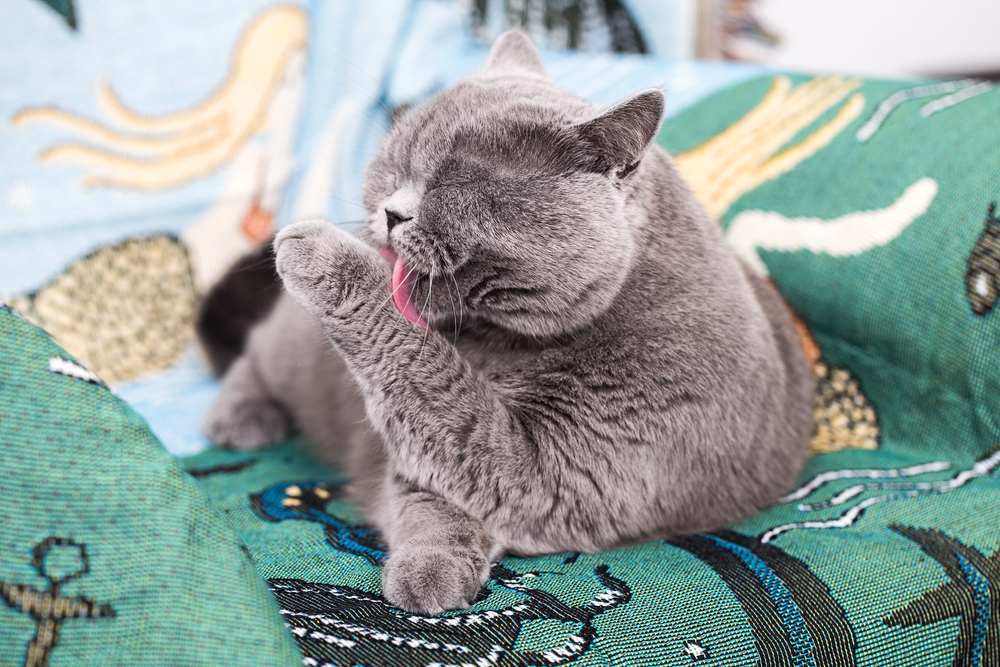 gato lambe o pelo com a língua