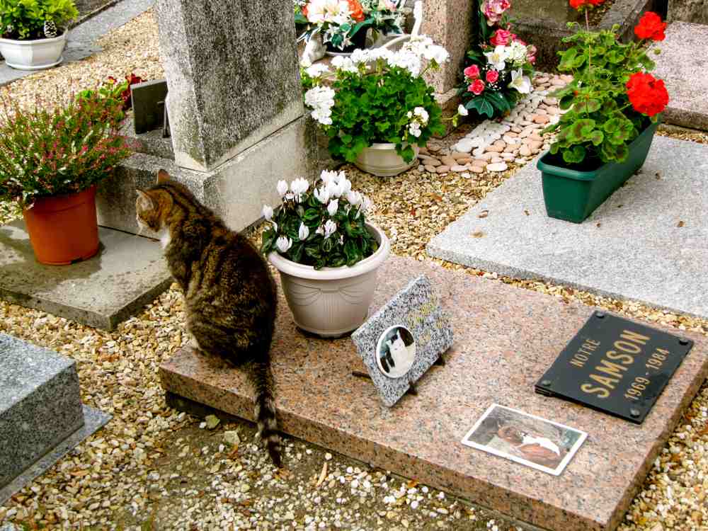 gato senta no chão para animais de estimação