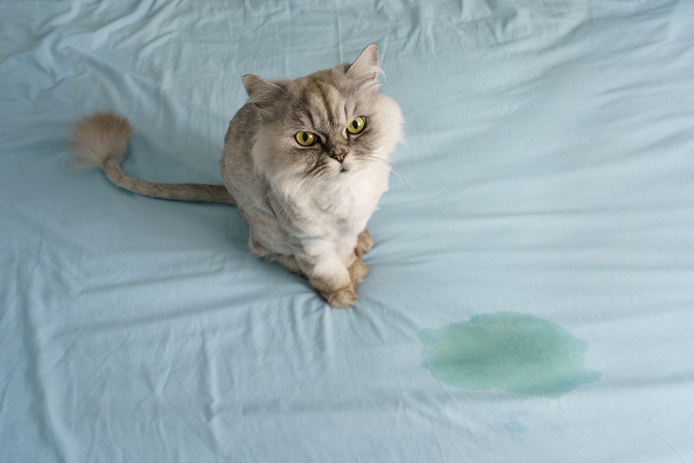 gato sentado perto de um local molhado ou mijado na cama