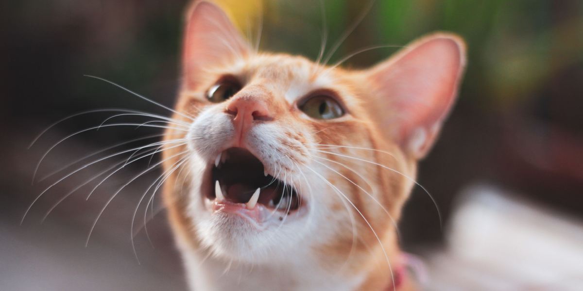 A imagem captura um momento lúdico de um gato vocalizando por guloseimas, mostrando sua interação e excitação.