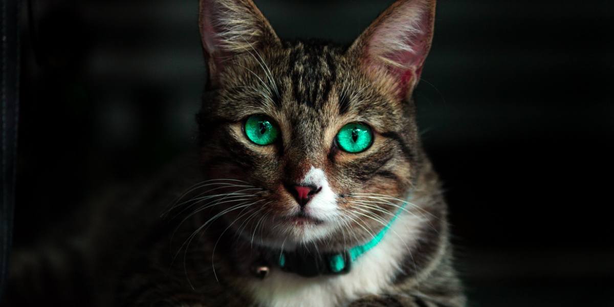 Um misterioso gato preto com hipnotizantes olhos verdes brilhantes, evocando uma aura encantadora e cativante.