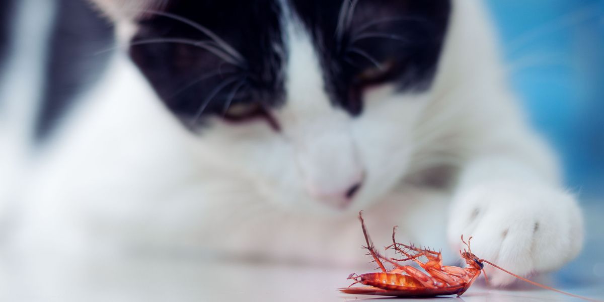 Uma imagem apresentando um gato e uma barata, possivelmente representando a interação do gato com o inseto.