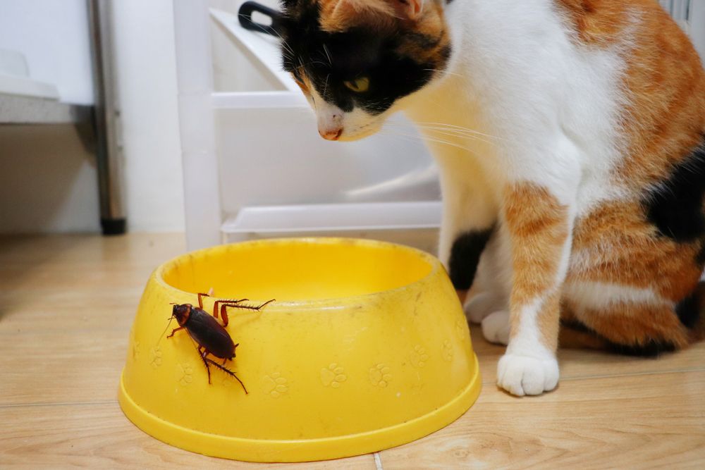 barata na tigela amarela e gato olhando para ela