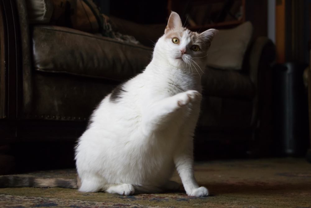 Uma imagem divertida que captura um gato confuso com uma pata levantada de maneira interrogativa, refletindo a natureza curiosa e curiosa do felino enquanto ele navega pelos arredores.